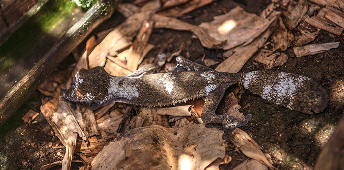 Leaf-tailed europlatus tassibriatus